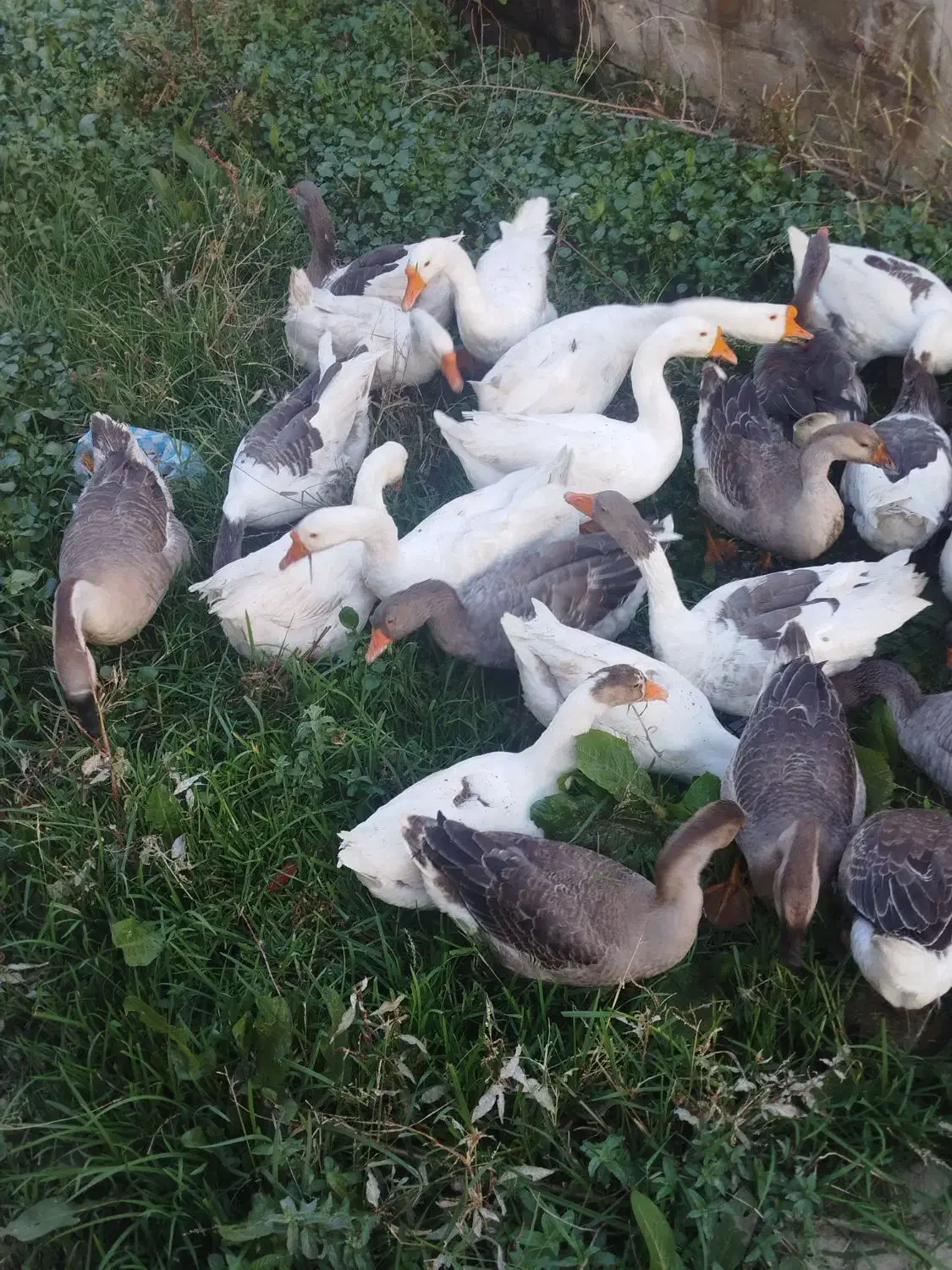 قوقاز های اصیل نژادارچاق|حیوانات مزرعه|ارومیه, |دیوار