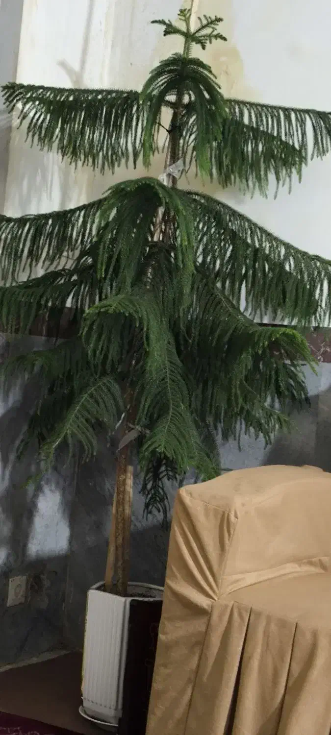 گل کاج مطبق|گل و گیاه طبیعی|دهگلان, |دیوار