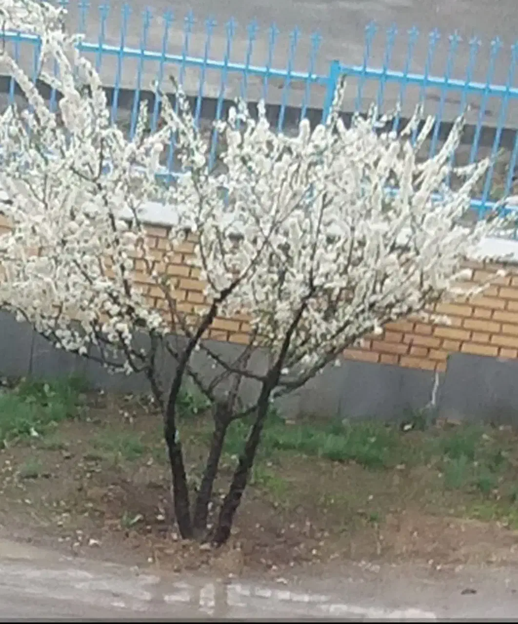 اجاره خانه|اجارهٔ خانه و ویلا|دیواندره, |دیوار