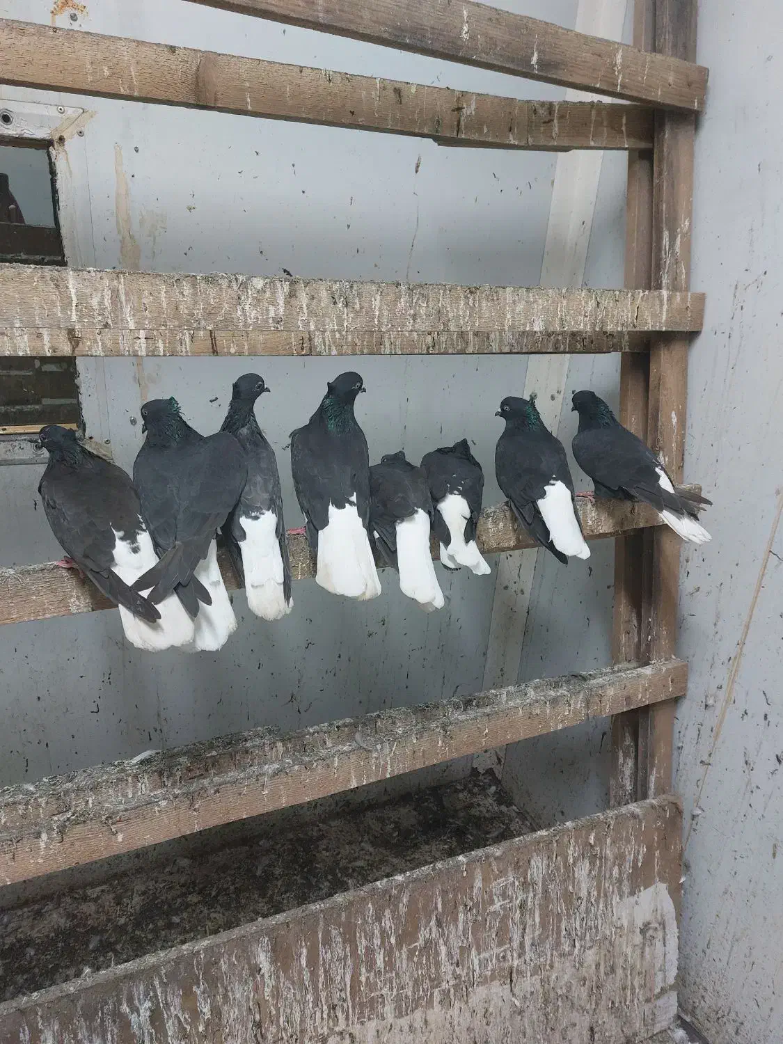 کبوتر دم سفید|پرنده|رشت, جانبازان|دیوار