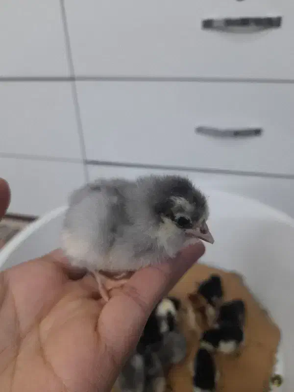 جوجه گلینلری|حیوانات مزرعه|قزوین, |دیوار