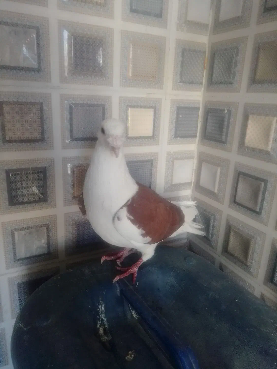 کفتر|پرنده|میرجاوه, |دیوار