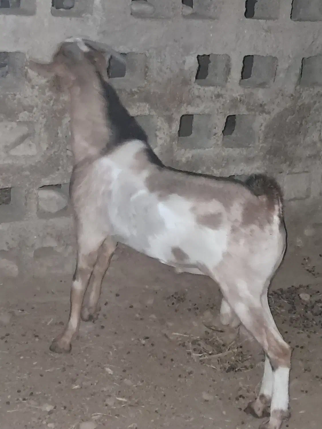 نری صومال قیمت توافقی|حیوانات مزرعه|خمیر, |دیوار