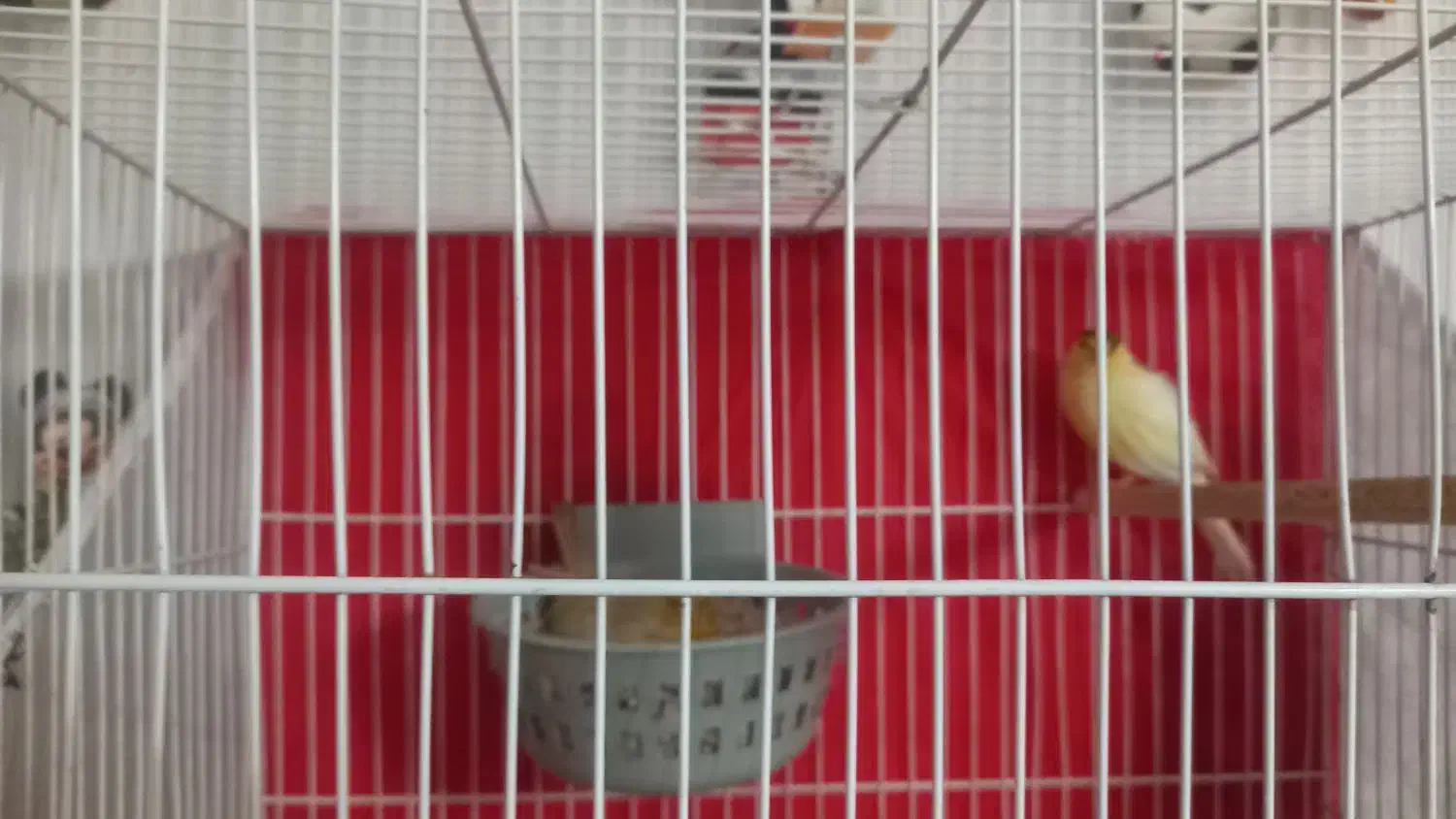 قناری جفت|پرنده|مشهد, شهید قربانی|دیوار