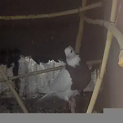 نروماده طوقی|پرنده|ساوه, |دیوار