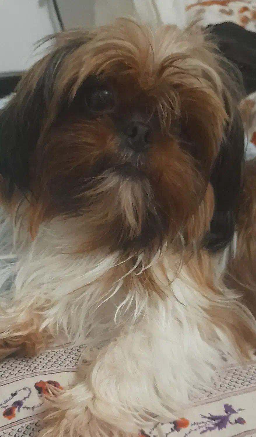 سگ شیتزو سوپر فلت|سگ|آستارا, |دیوار