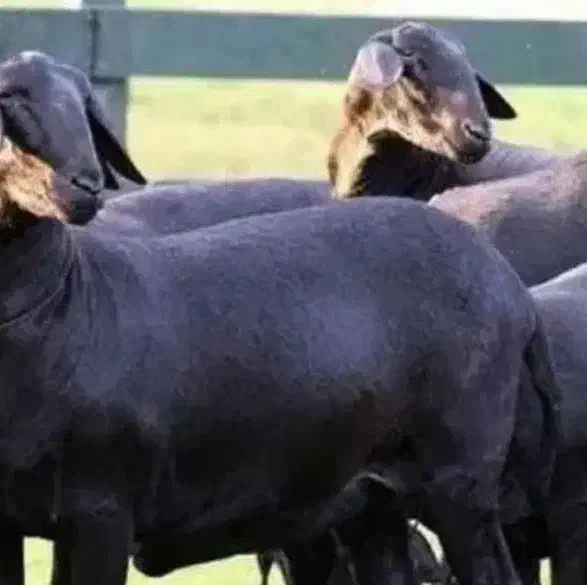 سیرابی نه گوشت|حیوانات مزرعه|کرج, گلشهر|دیوار