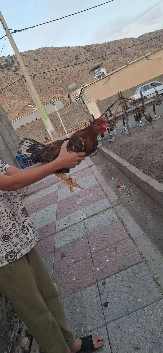 مرغ وخروس کردی|حیوانات مزرعه|کارزان, |دیوار