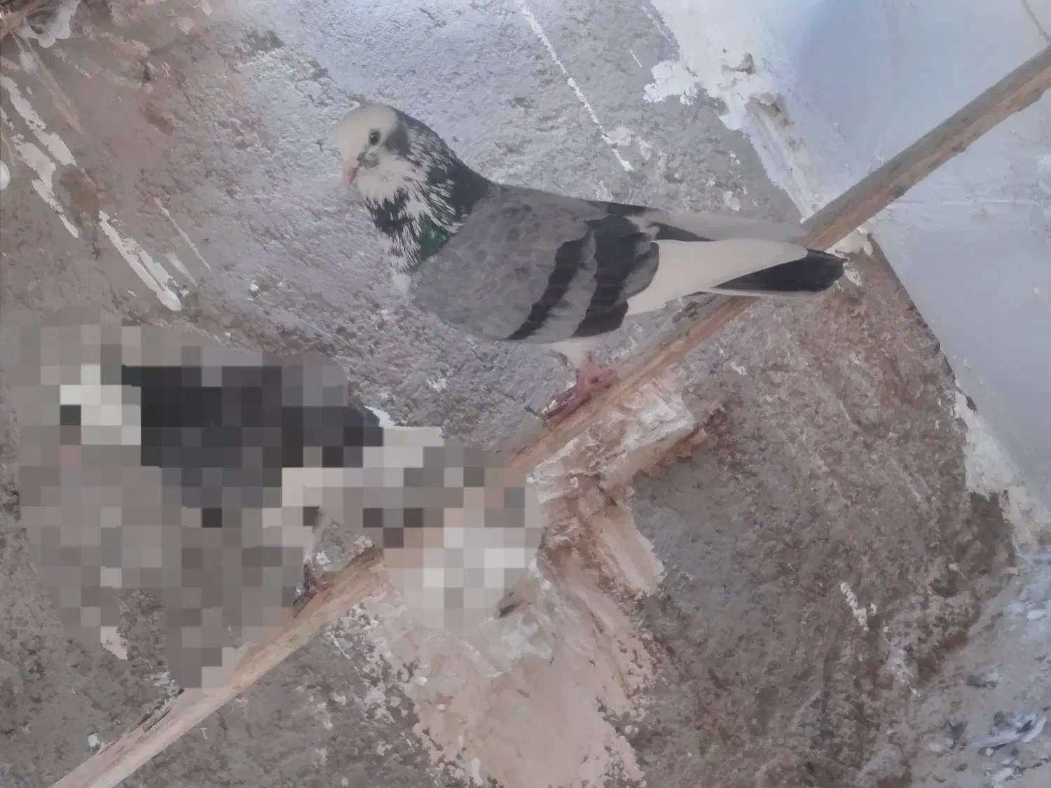 پرشی|پرنده|زابل, |دیوار