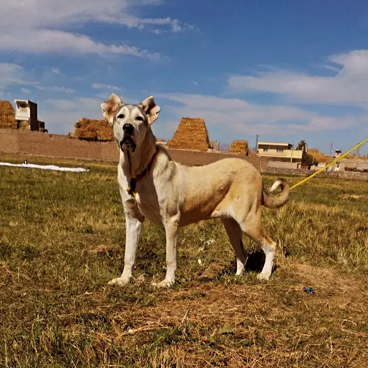 سگ ماده سرابی از نسل سرکوب آبرس قیمت توافقی|سگ|سراب, |دیوار