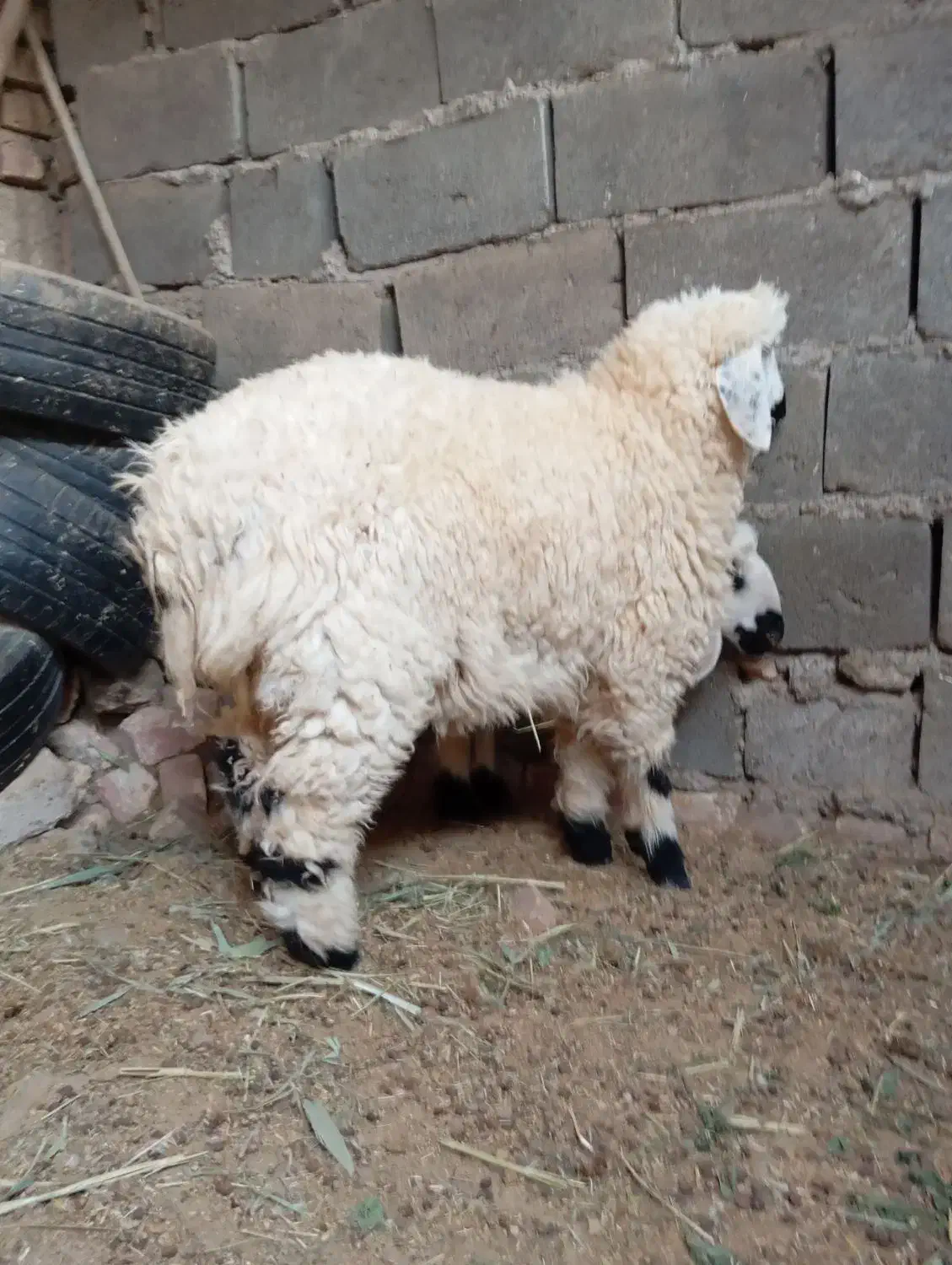 بره نروماده وطنی|حیوانات مزرعه|زابل, |دیوار