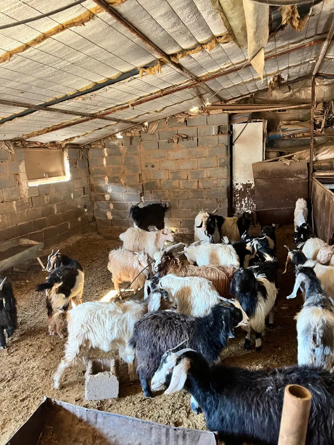 بره برغاله میش|حیوانات مزرعه|مهدی شهر, |دیوار