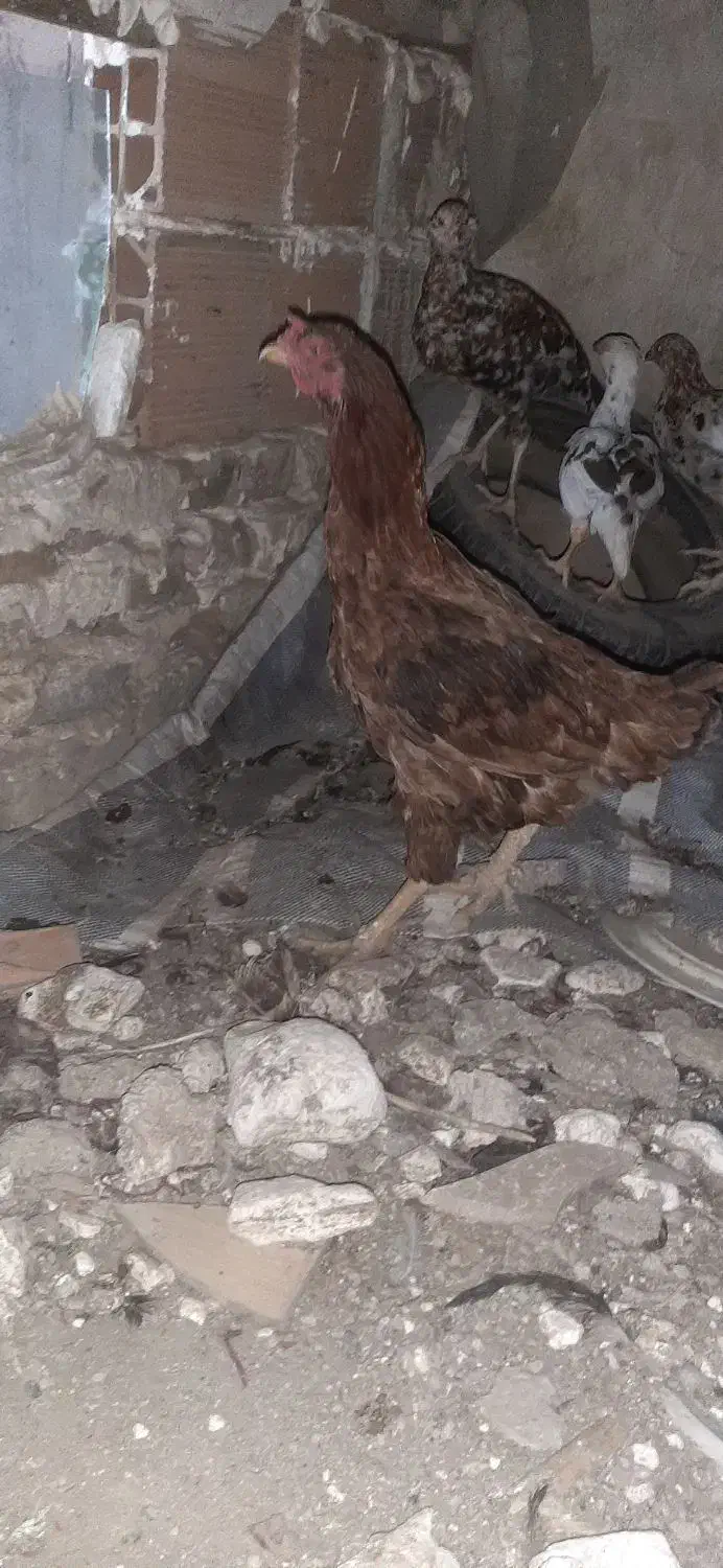 مرغ|حیوانات مزرعه|فاضل آباد, |دیوار