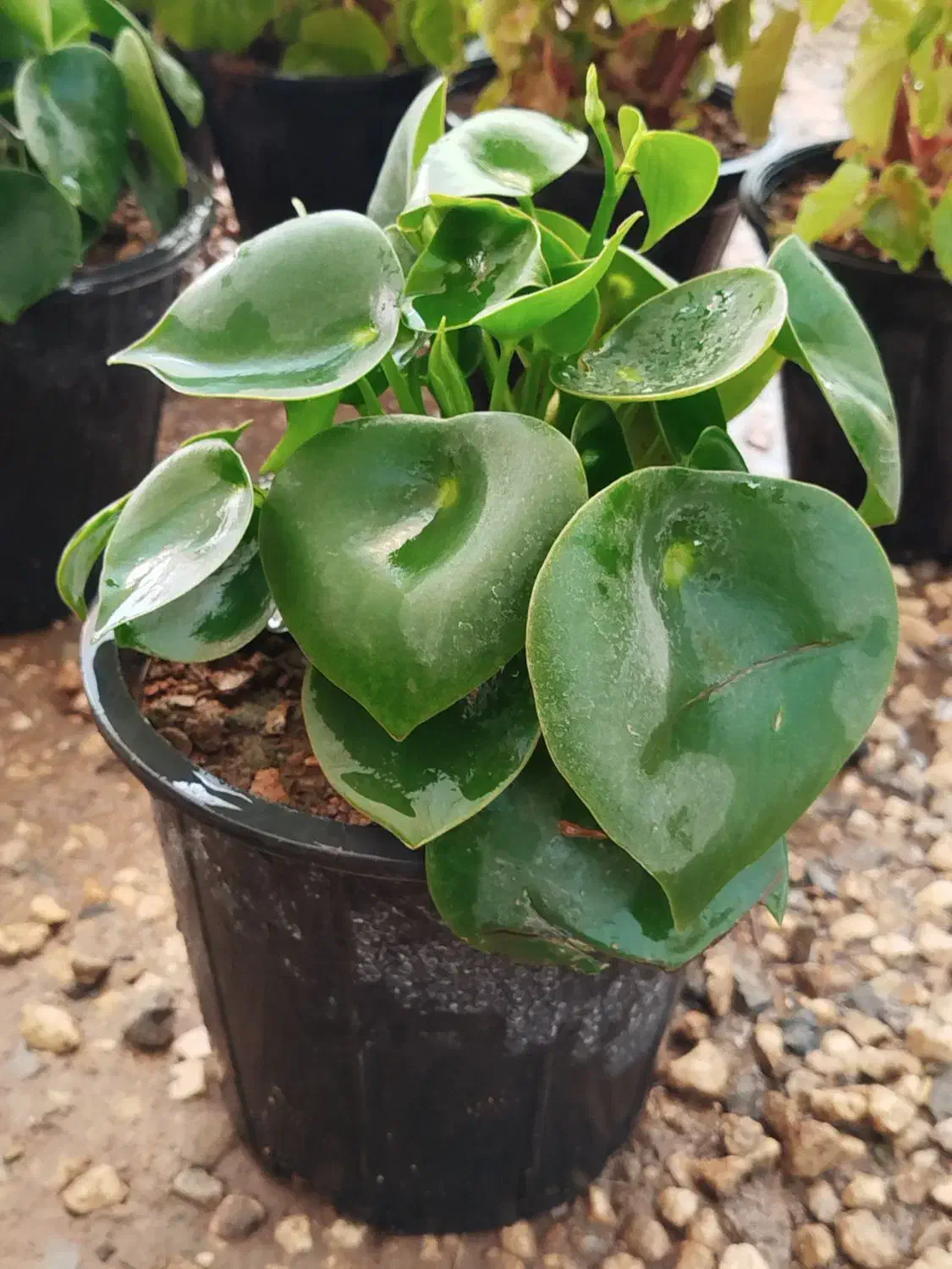 قطره باران|گل و گیاه طبیعی|اصفهان, زاجان|دیوار