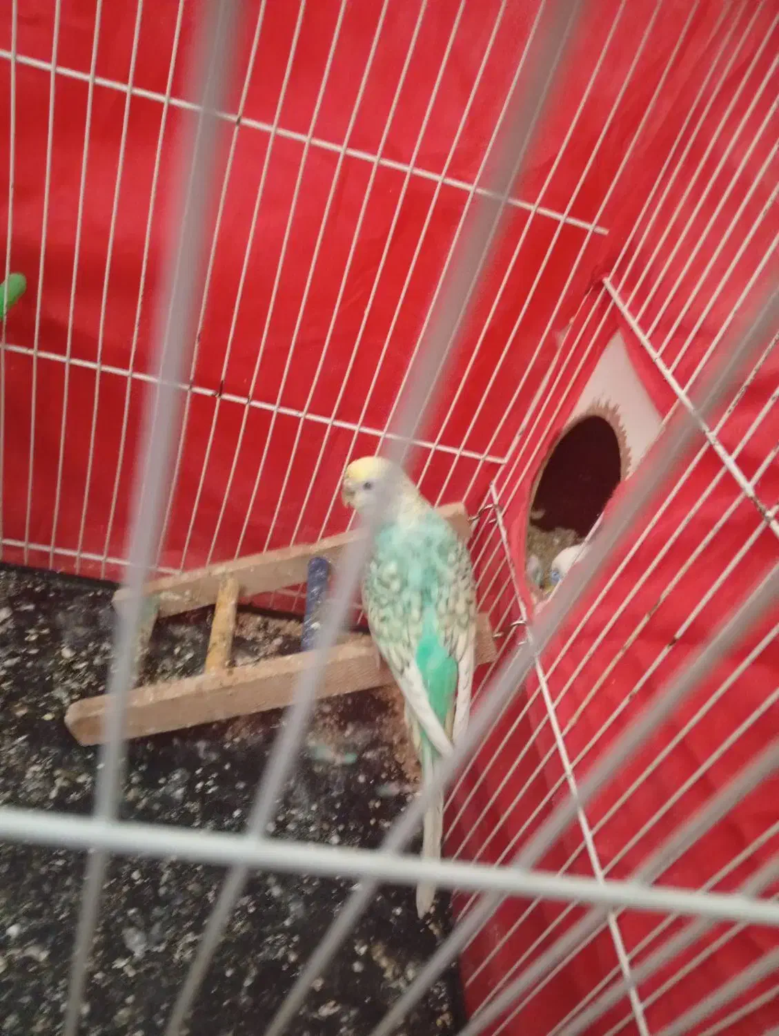 گم شده|حیوانات|تربت جام, معدآباد|دیوار