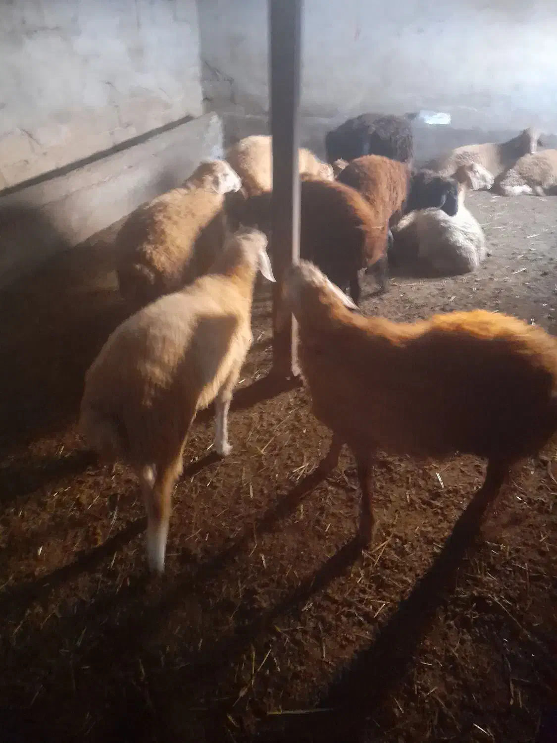 بره نر|حیوانات مزرعه|قشلاق دشت, |دیوار