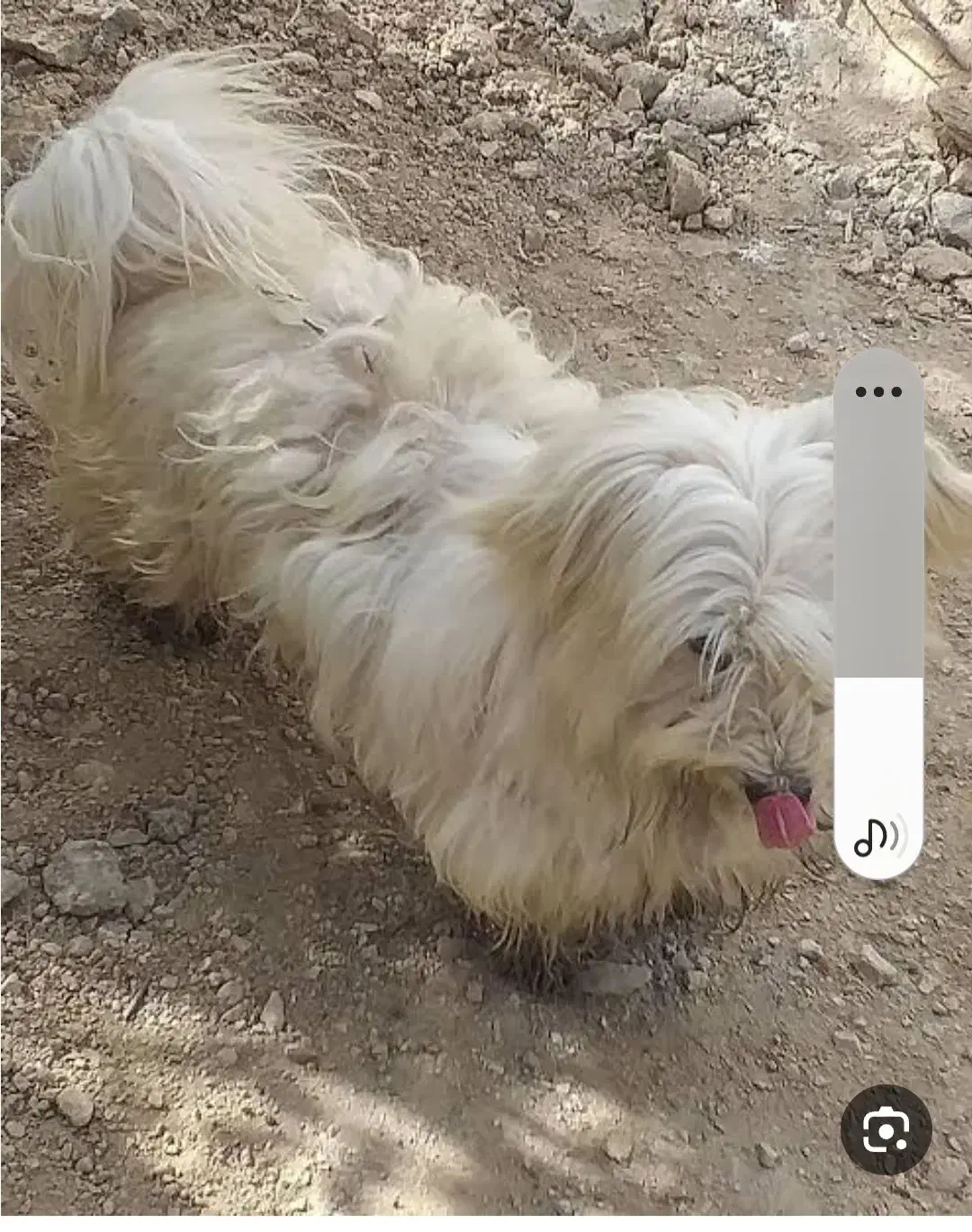 وگذاری سگ|سگ|کبودرآهنگ, |دیوار