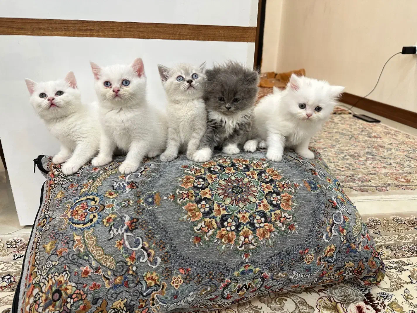 گربه پرشین،اسکاتیش،بریتیش|گربه|اراک, |دیوار