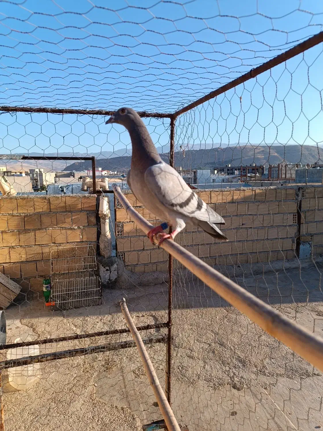 کبوترپلاکی باخت رفته|پرنده|سرپل ذهاب, |دیوار