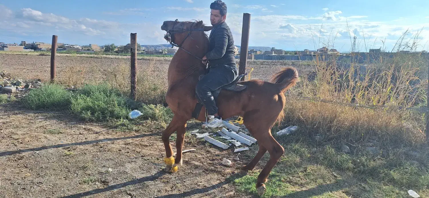 اسب ۷ساله ترک|اسب و تجهیزات اسب‌سواری|اردبیل, |دیوار