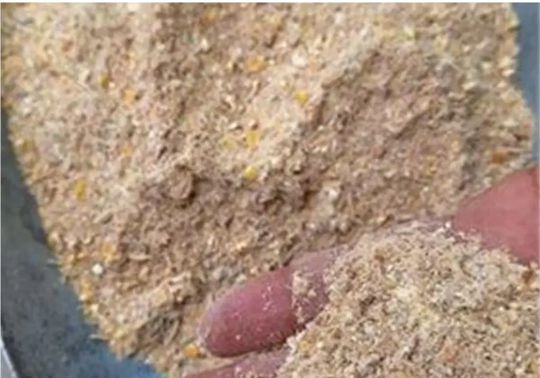 خوراک دام پودری برای شیری و گوشتی فوق درجه یک|حیوانات مزرعه|طسوج, |دیوار