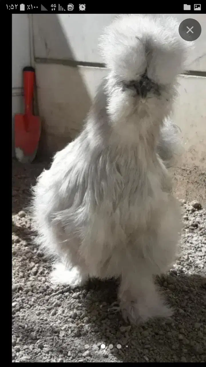 تخم مرغ نطفه دار مرغ ابریشمی|حیوانات مزرعه|تهران, نارمک جنوبی|دیوار