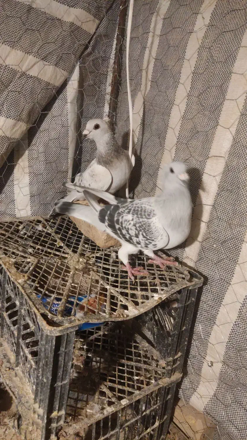 شامی4500دمسفید2300|پرنده|اسفراین, |دیوار