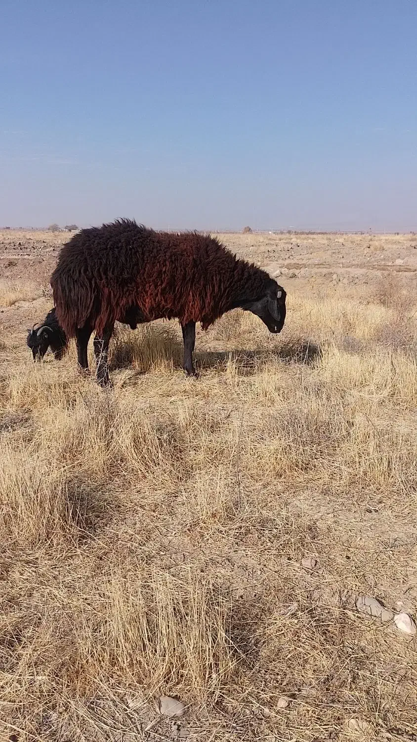 قوچ افشار قره قزل ، بره نر ، پرواری، مال داشتی|حیوانات مزرعه|بختگان, |دیوار