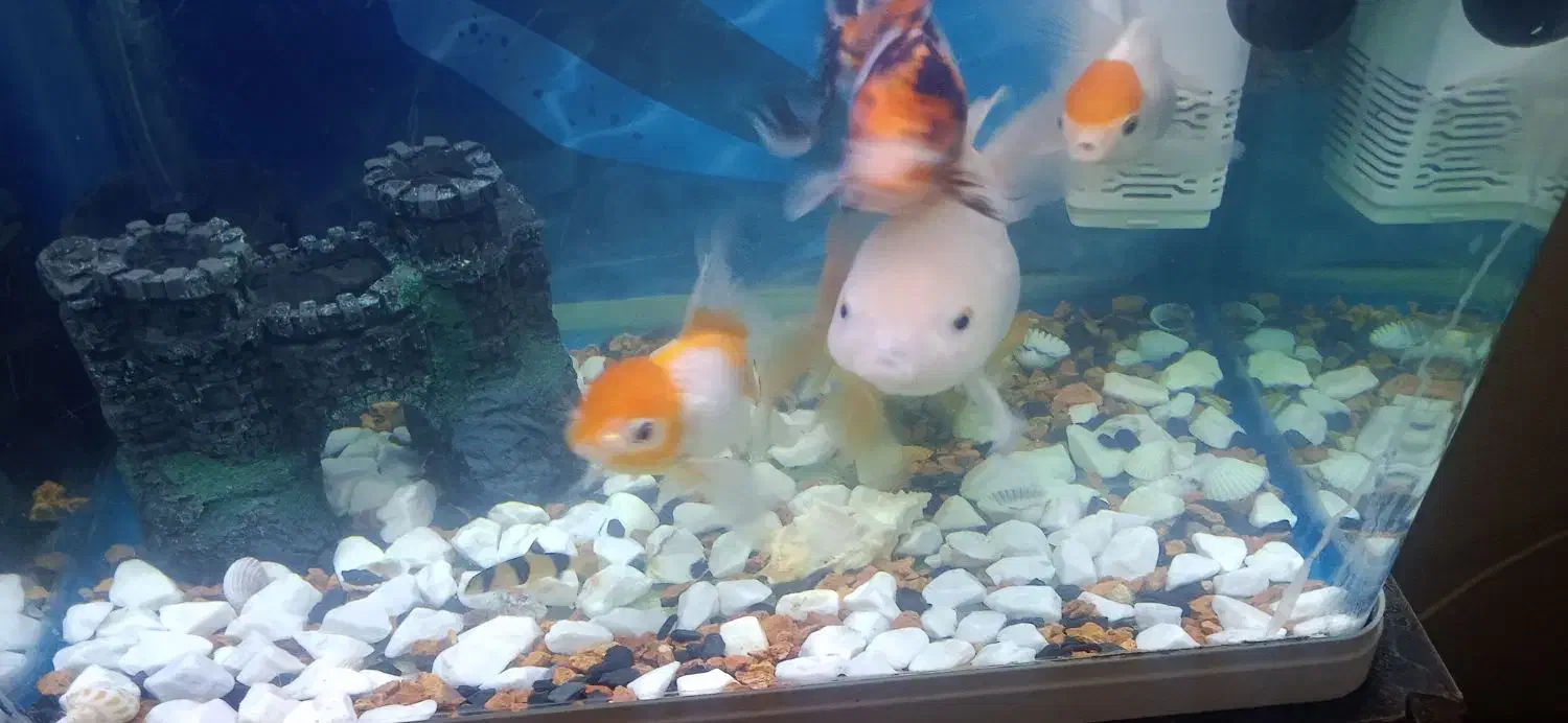 ماهی  گلدفیش|ماهی|عباس‌آباد, |دیوار