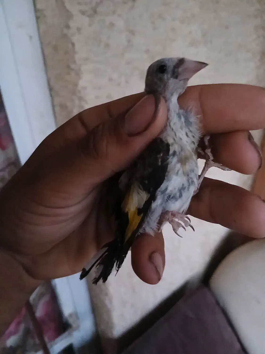 جوجه سهره نره بشرط|پرنده|شاهین‌شهر, طالقانی|دیوار
