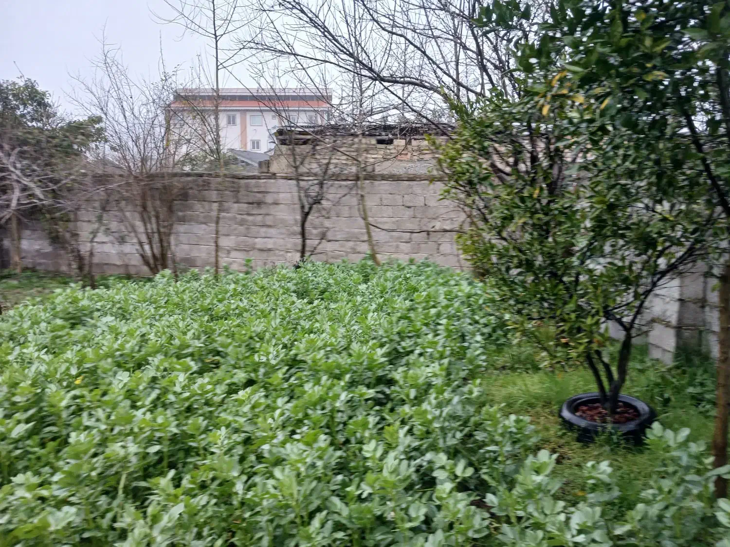 زمین با کاربری مسکونی|فروش زمین و ملک کلنگی|رودبنه, |دیوار