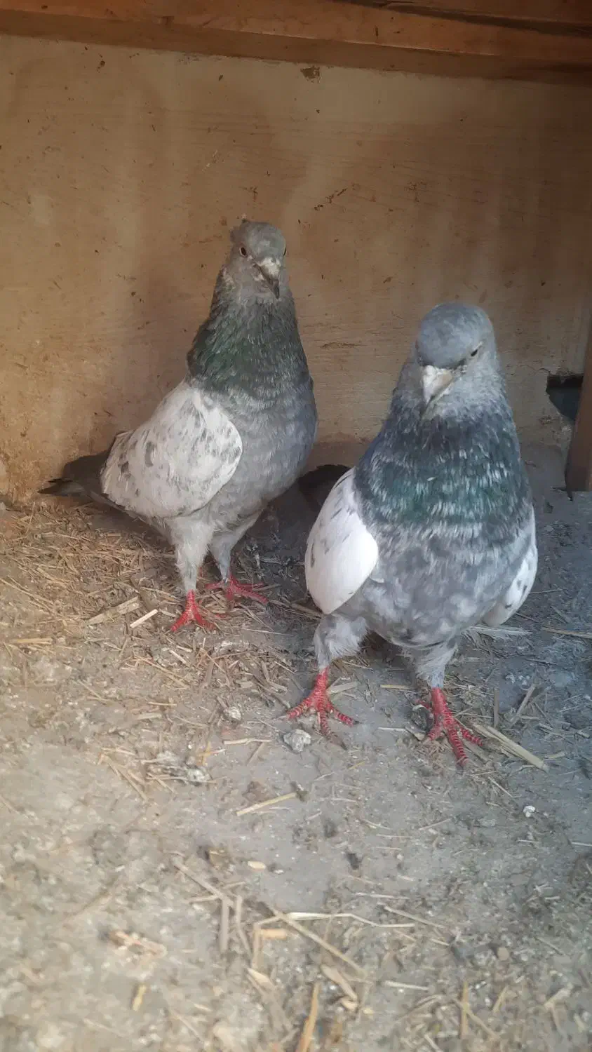 کبوتر|حیوانات مزرعه|پاکدشت, پاکدشت (مامازند)|دیوار