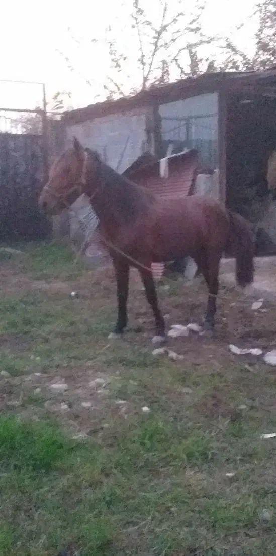 اسب دزدیده شده...|حیوانات|صومعه‌سرا, |دیوار