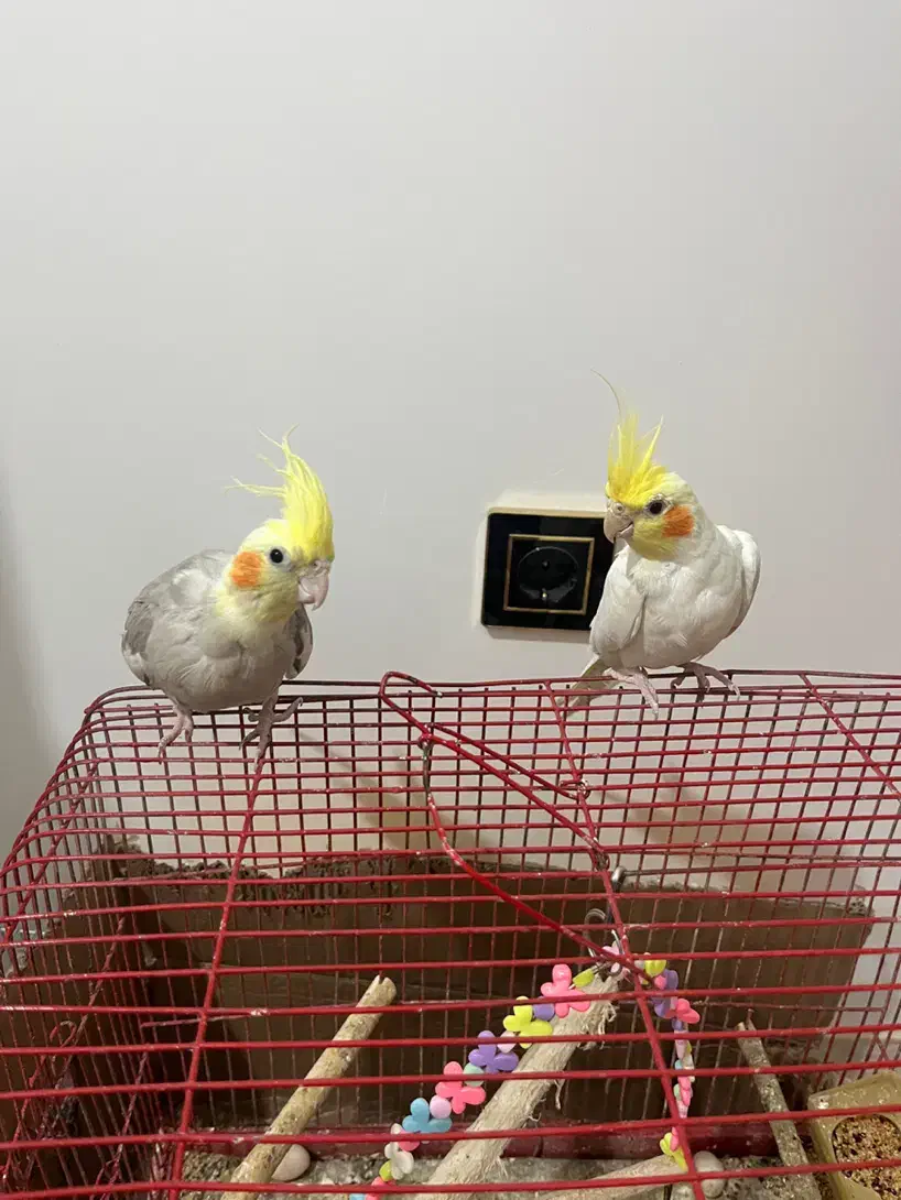 جفت عروس هلندی|پرنده|یزد, |دیوار