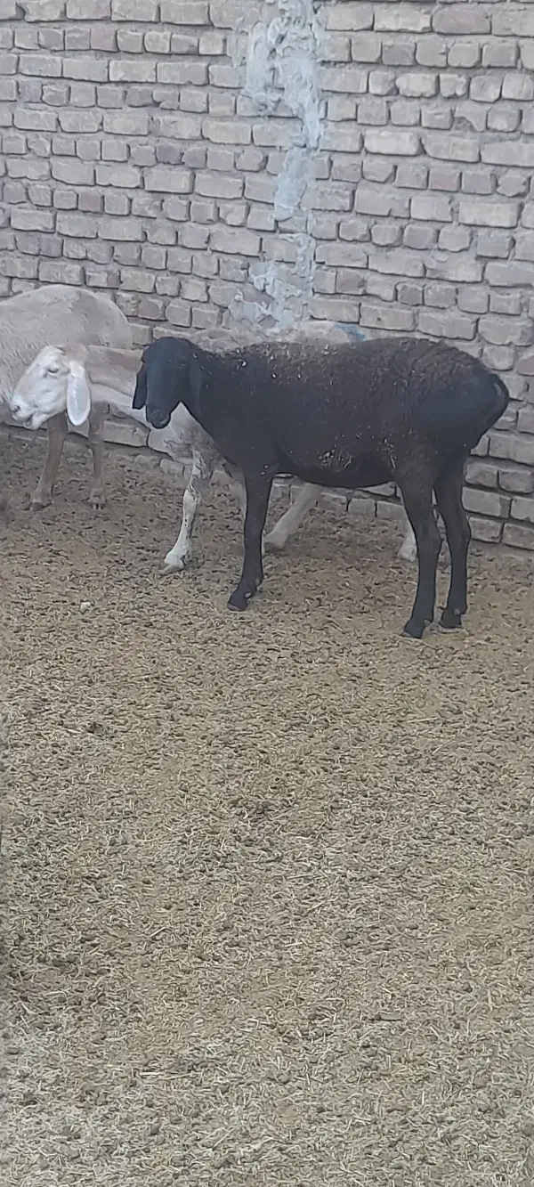 میشچینی|حیوانات مزرعه|اردستان, |دیوار