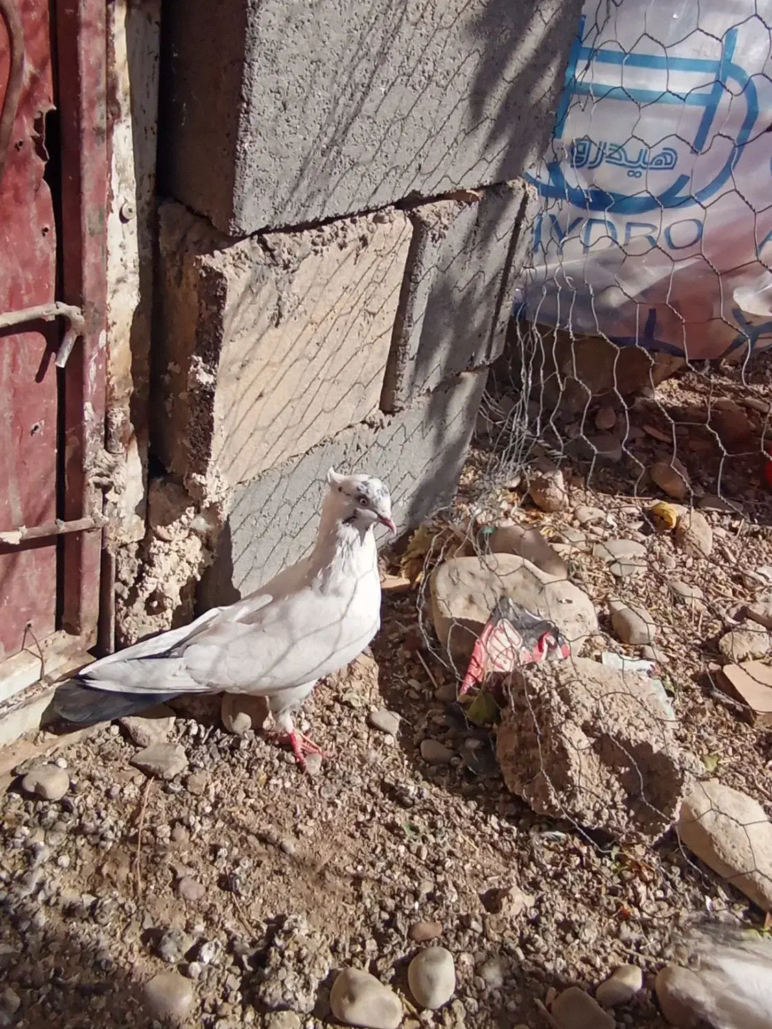 کفتر|پرنده|شیراز, بازار|دیوار