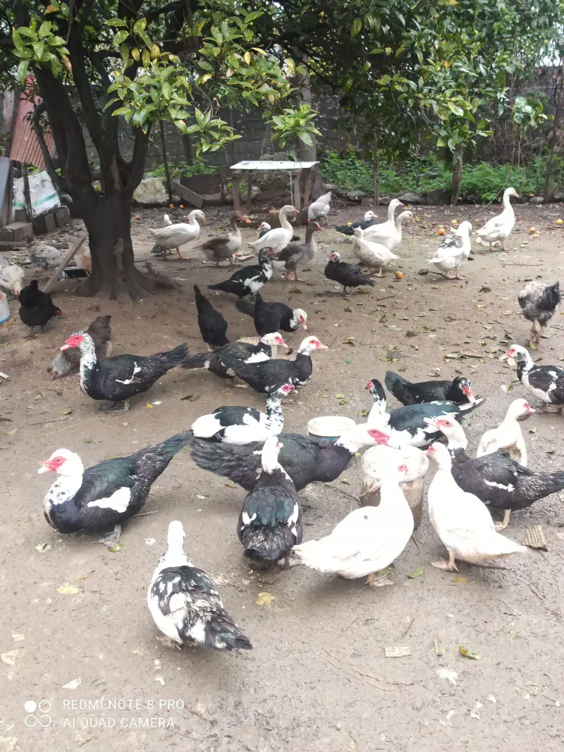 اردک اسرایلی و غاز|حیوانات مزرعه|نوشهر, |دیوار