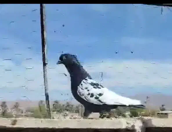 سینه سیاه گمشده.خریدارم 5ملیون|پرنده|شیراز, تندگویان|دیوار