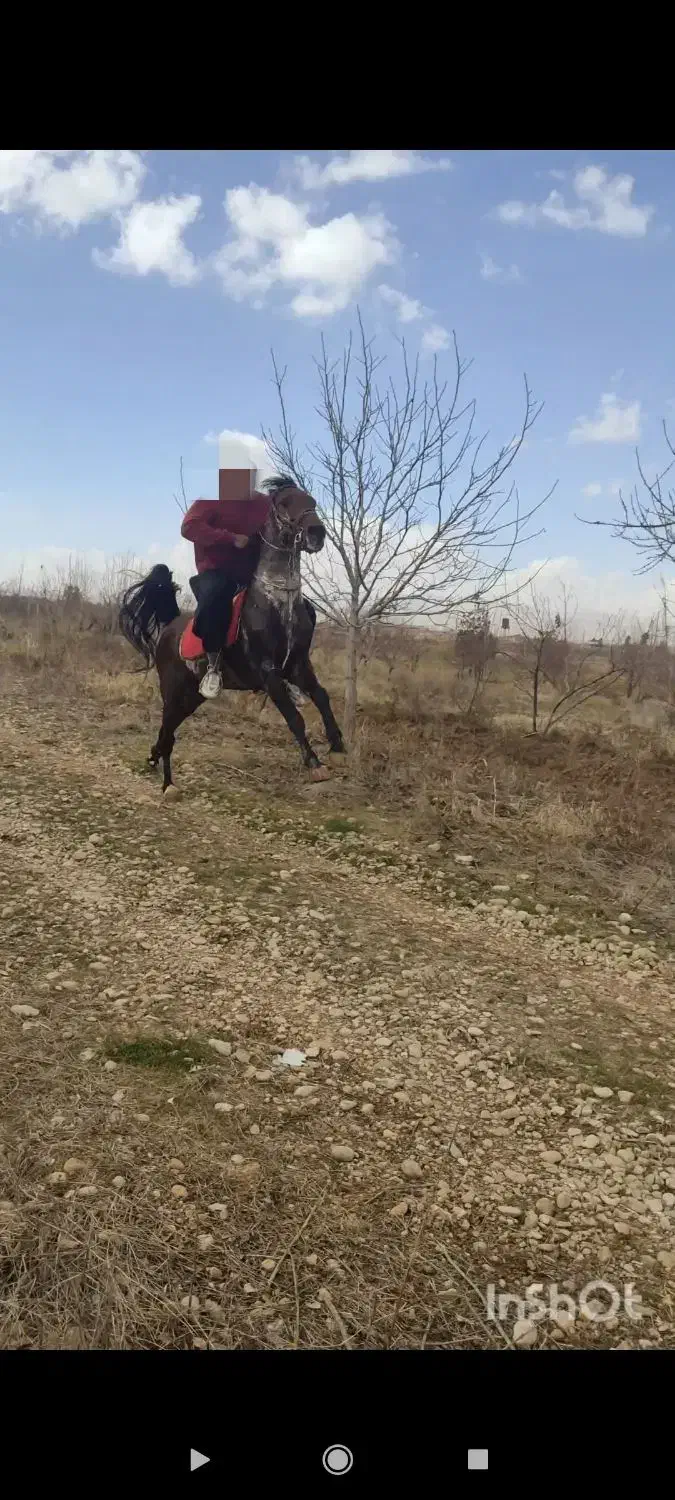 خرید و فروش اسب نریان و مادیان|اسب و تجهیزات اسبسواری|سپیدان, |دیوار