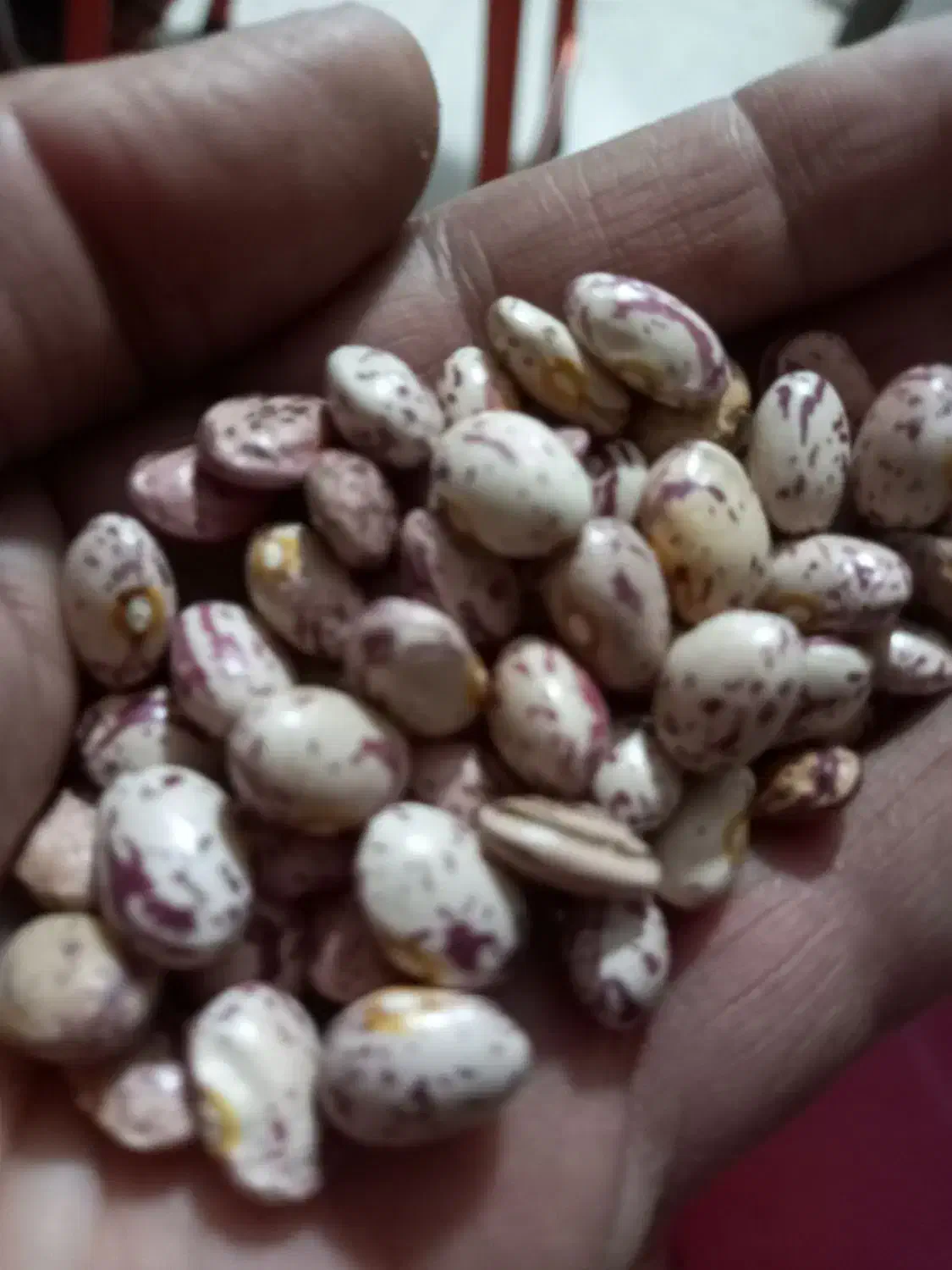 فروش لوبیا چیتی، قرمز، کپه، خرد و آشی|خوردنی و آشامیدنی|شیراز, میانرود|دیوار