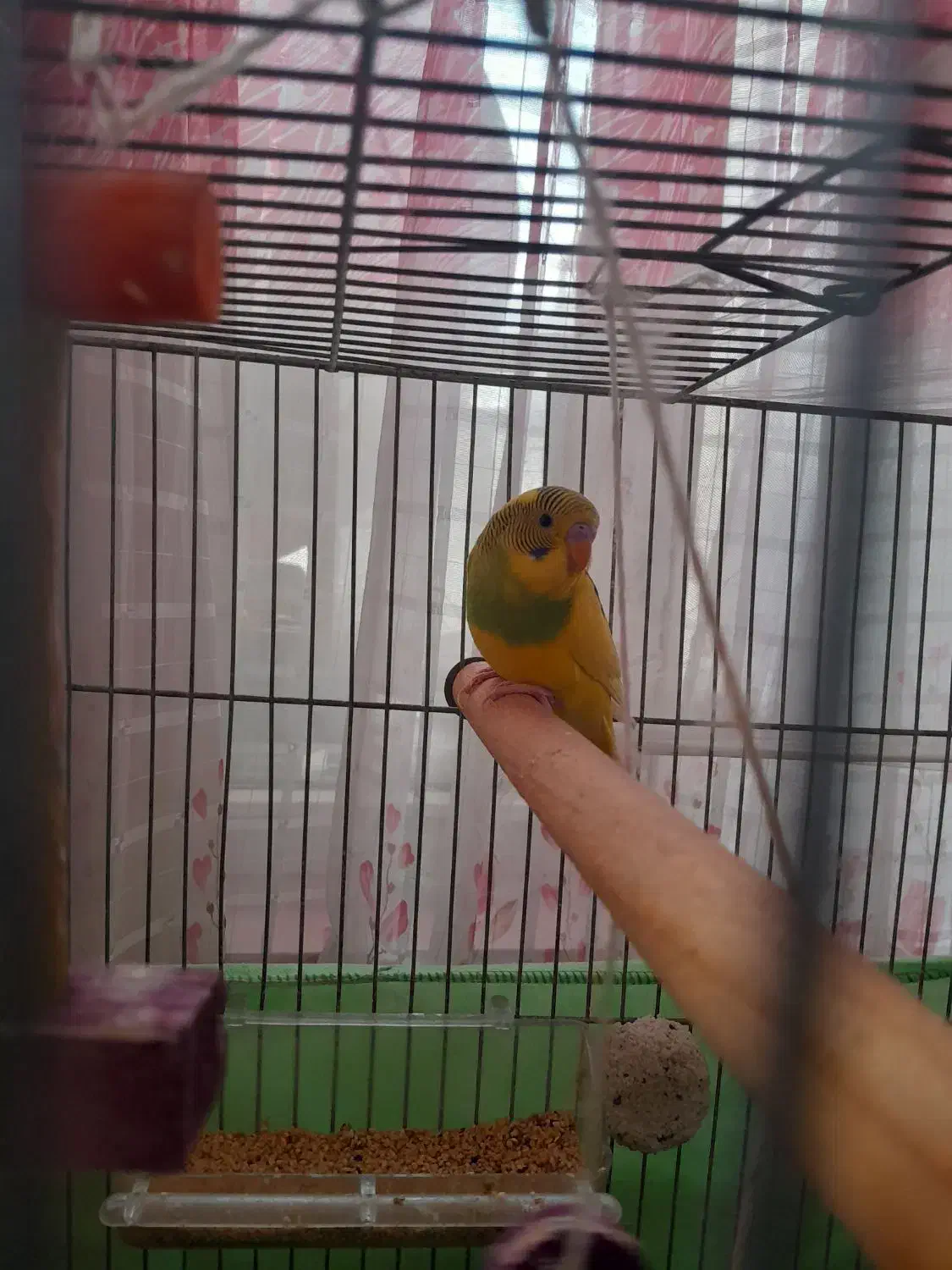 عروس هلندی و مرغ عشق|پرنده|فردیس, نسترن غربی|دیوار