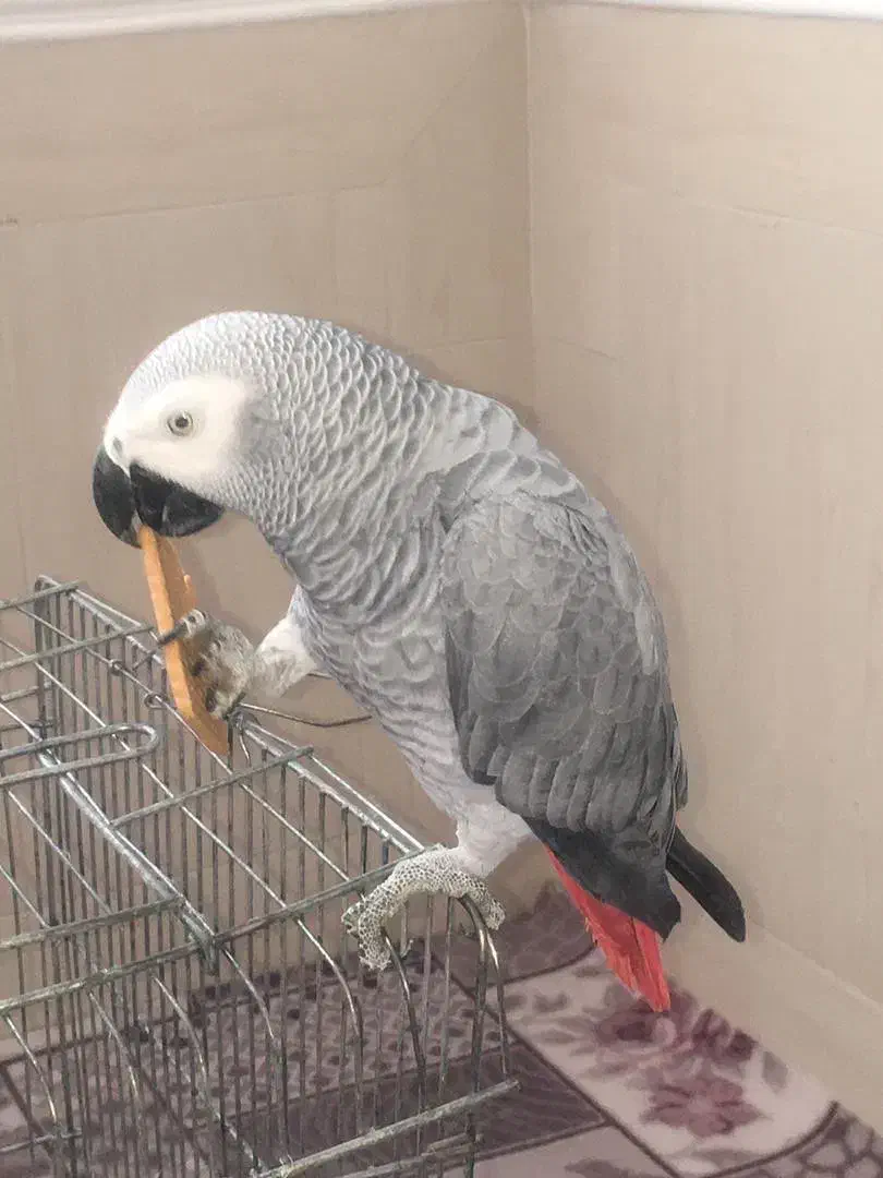 طوطی کاسکو|پرنده|مهر, |دیوار