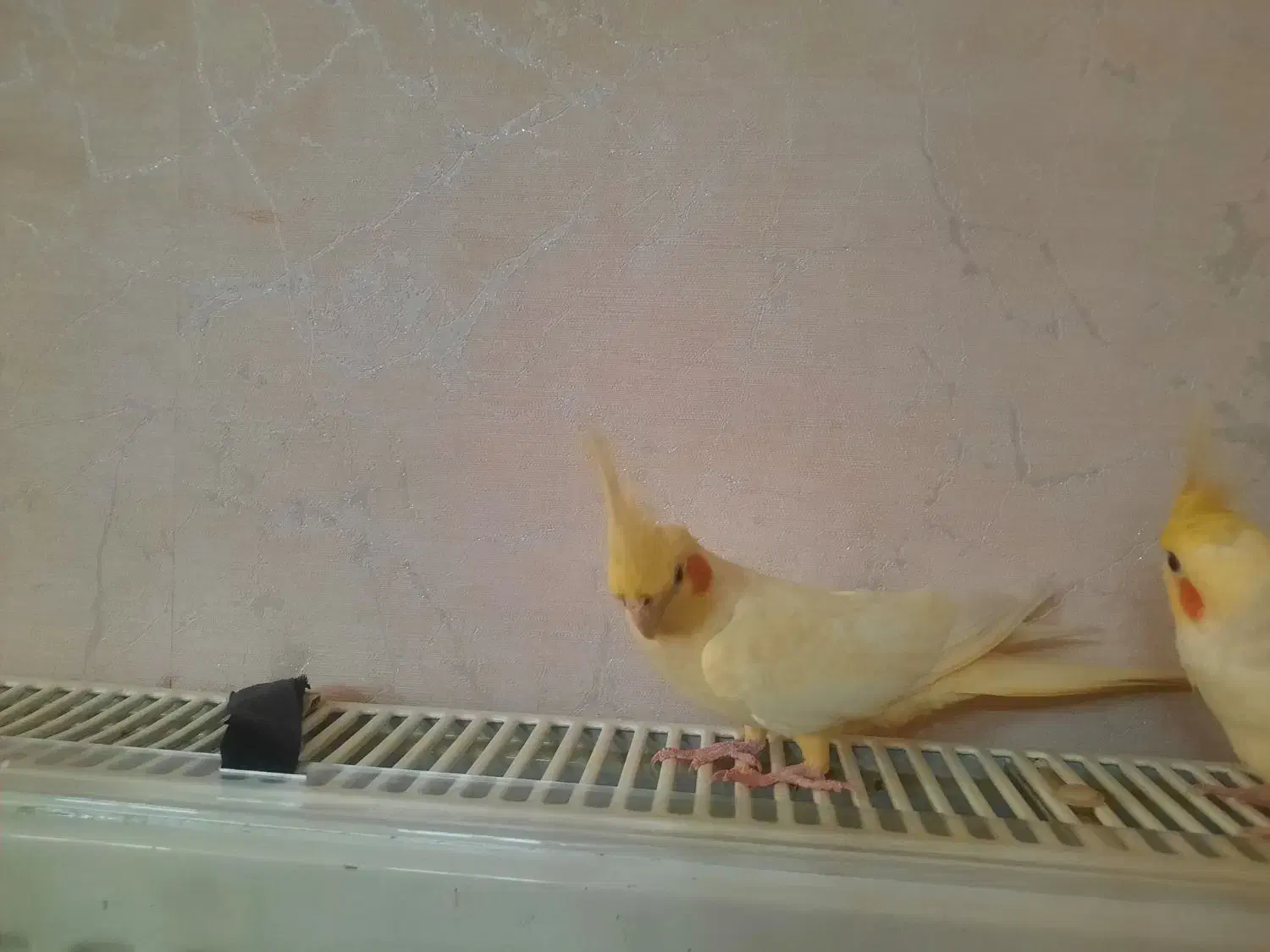 عروس هلندی لوتینو|پرنده|قم, بنیاد|دیوار