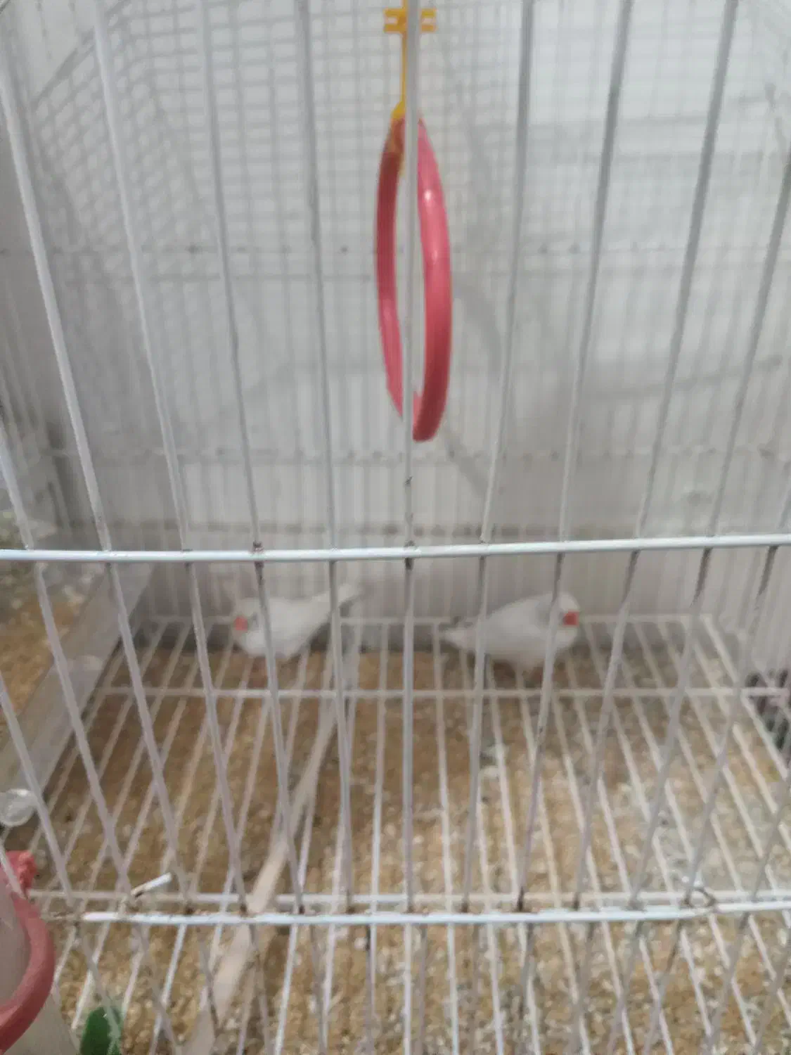 فنج....|پرنده|اهواز, شهرک حفاری|دیوار