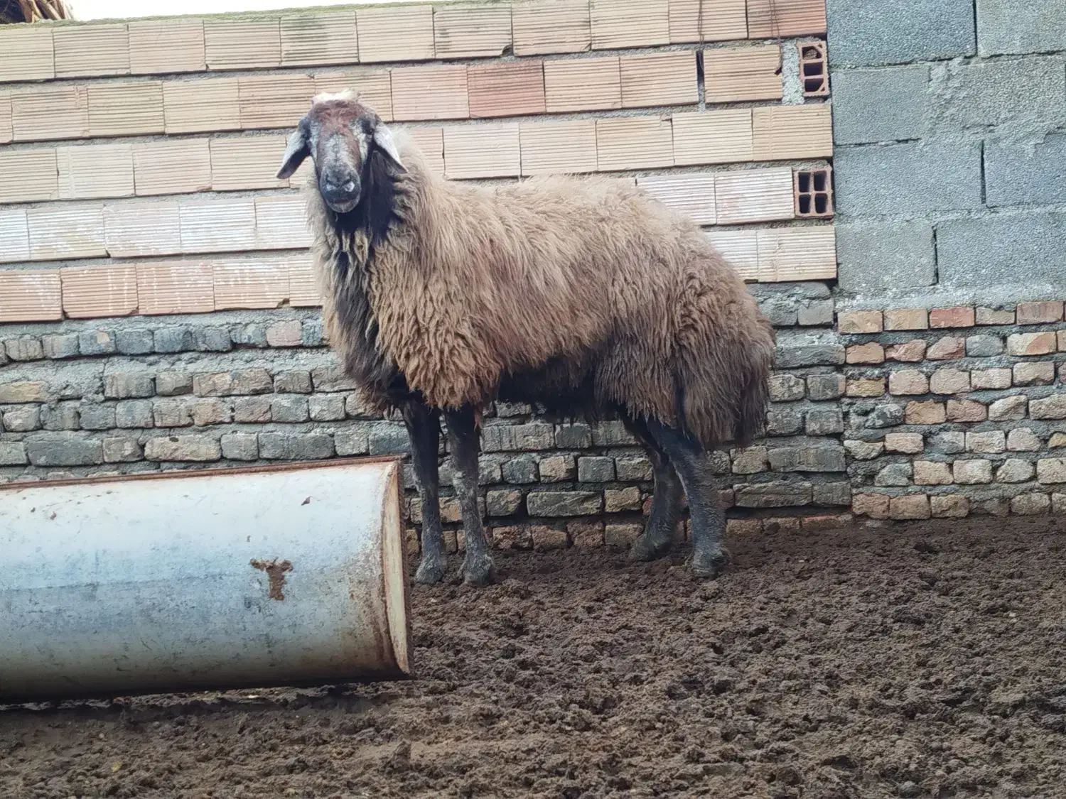 قوچ|حیوانات مزرعه|گمیشان, |دیوار