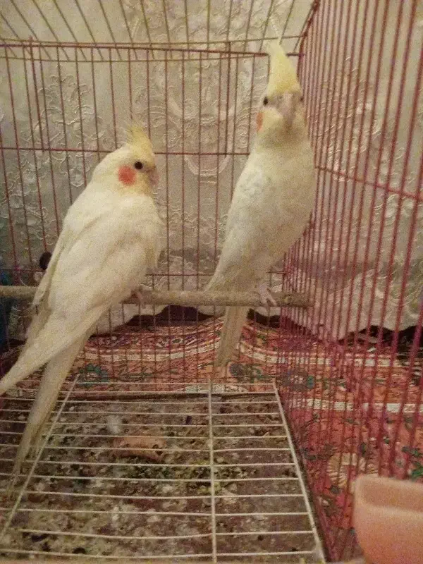 عروس هلندی لوتینو نر|پرنده|خرم‌آباد, |دیوار