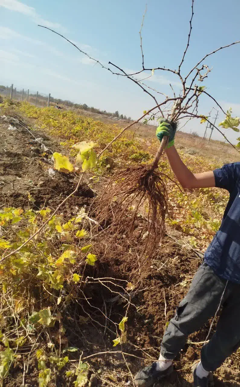نهال انگور سردشت دیم|خدمات باغبانی و درختکاری|کرمان, |دیوار