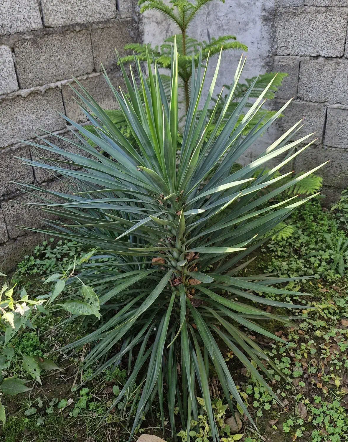 یوکا|گل و گیاه طبیعی|رودسر, |دیوار