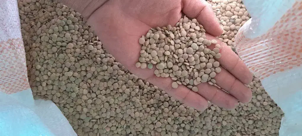 عدس درجه یک عالی پوخت سری|خوردنی و آشامیدنی|بزینه رود, |دیوار