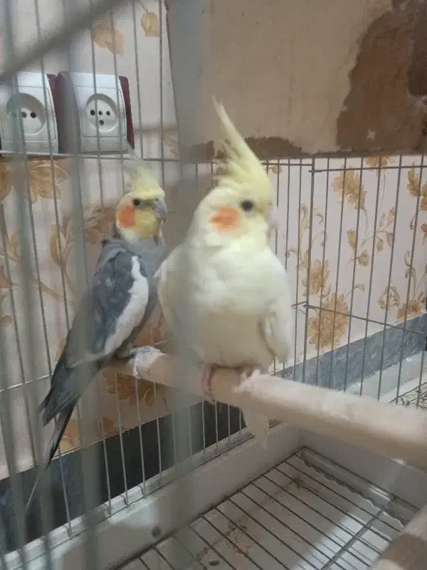 عروس هلندی نر و ماده با سه عدد جوجه|پرنده|قرچک, مهدیه|دیوار